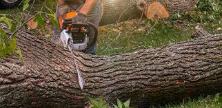 Best Tree Fertilization Services  in University Of Virginia, VA