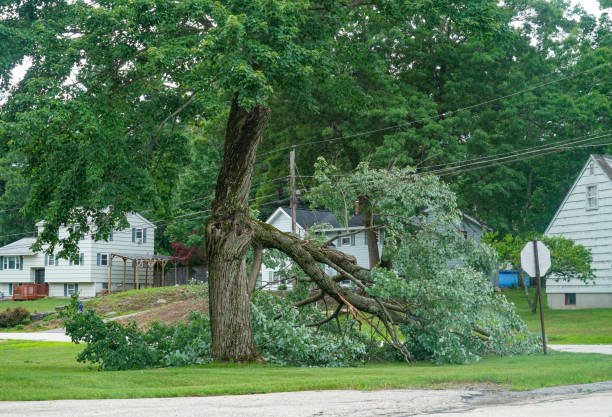 Best Emergency Tree Removal Services  in University Of Virginia, VA